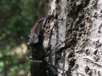 Lucanus cervus 21, Vliegend hert, Saxifraga-Al Vrezec