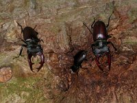 Lucanus cervus 22, Vliegend hert, male, Saxifraga-Mark Zekhuis