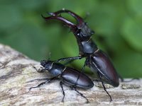 Lucanus cervus 26, Vliegend hert, Saxifraga-Mark Zekhuis