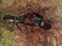 Lucanus cervus 30, Vliegend hert, males, Saxifraga-Mark Zekhuis