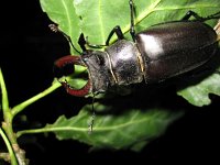 Lucanus cervus 31, Vliegend hert, male, Saxifraga-Henk Sierdsema