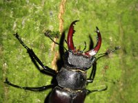 Lucanus cervus 32, Vliegend hert, male, Saxifraga-Henk Sierdsema