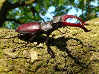 Lucanus cervus 40, Vliegend hert, Saxifraga-Mark Zekhuis