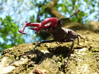 Lucanus cervus 41, Vliegend hert, Saxifraga-Mark Zekhuis