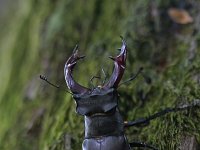 Lucanus cervus 46, Vliegend hert, Saxifraga-Jan Nijendijk