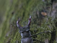 Lucanus cervus 47, Vliegend hert, Saxifraga-Jan Nijendijk