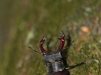 Lucanus cervus 48, Vliegend hert, Saxifraga-Jan Nijendijk