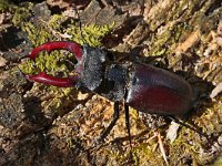 Lucanus cervus 49, Vliegend hert, Saxifraga-Jan Nijendijk