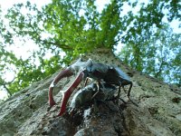 Lucanus cervus 53, Vliegend hert, Saxifraga-Mark Zekhuis