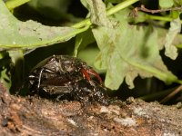 Lucanus cervus 59, Vliegend hert, Saxifraga-Jelmer Reyntjes : Lucanus cervus, vliegend hert