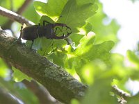 Lucanus cervus 61, Vliegend hert, Saxifraga-Mark Zekhuis