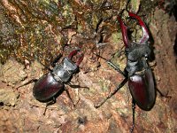 Lucanus cervus 64, Vliegend hert, male, Saxifraga-Mark Zekhuis