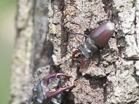 Lucanus cervus 66, Vliegend hert, Saxifraga-Mark Zekhuis