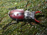 Lucanus cervus 67, Vliegend hert, male, Saxifraga-Mark Zekhuis