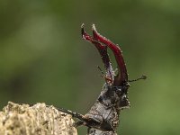 Lucanus cervus 68, Vliegend hert, Saxifraga-Luuk Vermeer