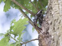 Lucanus cervus 7, Vliegend hert, Saxifraga-Mark Zekhuis