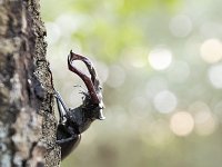 Lucanus cervus 71, Vliegend hert, Saxifraga-Luuk Vermeer