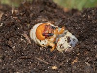 Lucanus cervus 74, Vliegend hert, Saxifraga-Mark Zekhuis