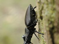 Lucanus cervus 85, Vliegend hert, Saxifraga-Luuk Vermeer