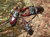 Lucanus cervus 9, Vliegend hert, Saxifraga-Mark Zekhuis