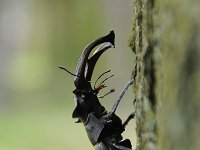 Lucanus cervus 91, Vliegend hert, Saxifraga-Luuk Vermeer