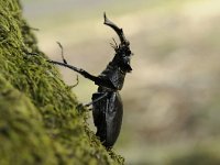 Lucanus cervus 92, Vliegend hert, Saxifraga-Luuk Vermeer