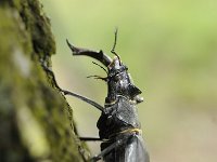 Lucanus cervus 96, Vliegend hert, Saxifraga-Luuk Vermeer