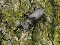 Lucanus cervus 98, Vliegend hert, Saxifraga-Luuk Vermeer