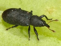 Magdalis ruficornis 1, Pruimenschorssnuitkever, Saxifraga-Ab H Baas