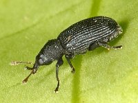 Magdalis ruficornis 2, Pruimenschorssnuitkever, Saxifraga-Ab H Baas