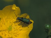 Malachius bipustulatus 1, Roodvlekweekkever, Saxifraga-Frits Bink