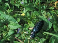 Meloe violaceus 1, Blauwe oliekever, Saxifraga-Frits Bink