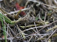 Mogulones geographicus 1, Slangenkruidsnuitkever, Saxifraga-Rutger Barendse