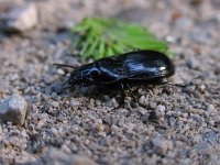 Molops striolatus 1, Saxifraga-Al Vrezec