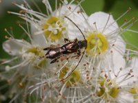 Molorchus minor 1, Naald-kortschildboktor, Saxifraga-Rutger Barendse