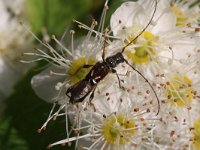 Molorchus minor 2, Naald-kortschildboktor, Saxifraga-Rutger Barendse