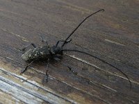 Monochamus galloprovincialis, Dennen-geelschildboktor, Saxifraga-Henk Sierdsema