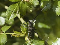 Monochamus sartor, Long-horned Beetle