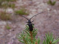 Monochamus sutor, Small White-Marmorated Longhorned Beetle