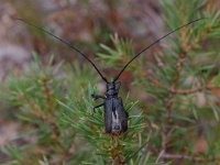 Monochamus sutor 2, Sparrenboktor, Saxifraga-Willem van Kruijsbergen