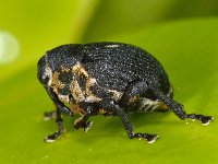 Mononychus punctumalbum, Iris Weevil