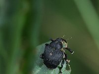 Mononychus punctumalbum 2, Lissnuitkever, Saxifraga-Rutger Barendse