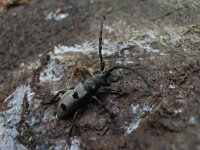 Morimus funereus 1, Saxifraga-Al Vrezec