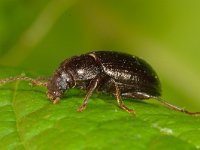 Nalassus laevioctostriatus 2, Saxifraga-Ab H Baas