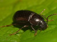 Nalassus laevioctostriatus 3, Saxifraga-Ab H Baas