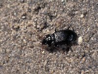 Nebria brevicollis