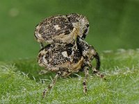 Nedyus quadrimaculatus 1, Viervlekbrandnetelsnuitkever, Saxifraga-Ab H Baas