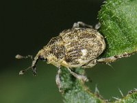 Nedyus quadrimaculatus 2, Viervlekbrandnetelsnuitkever, Saxifraga-Ab H Baas