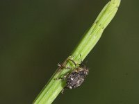 Nedyus quadrimaculatus 3, Viervlekbrandnetelsnuitkever, Saxifraga-Rutger Barendse