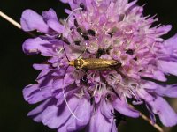 Nemophora metallica 1, Gouden langsprietmot, Saxifraga-Rutger Barendse